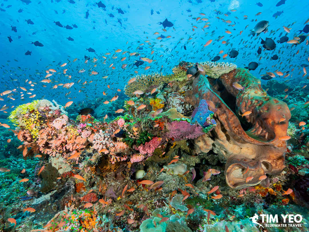 Vibrant corals in Alor