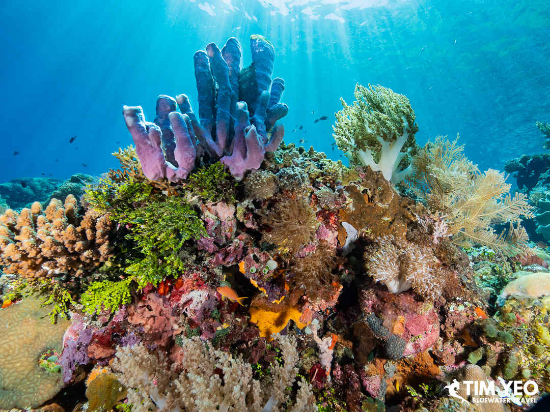 Vibrant colors underwater in Alor