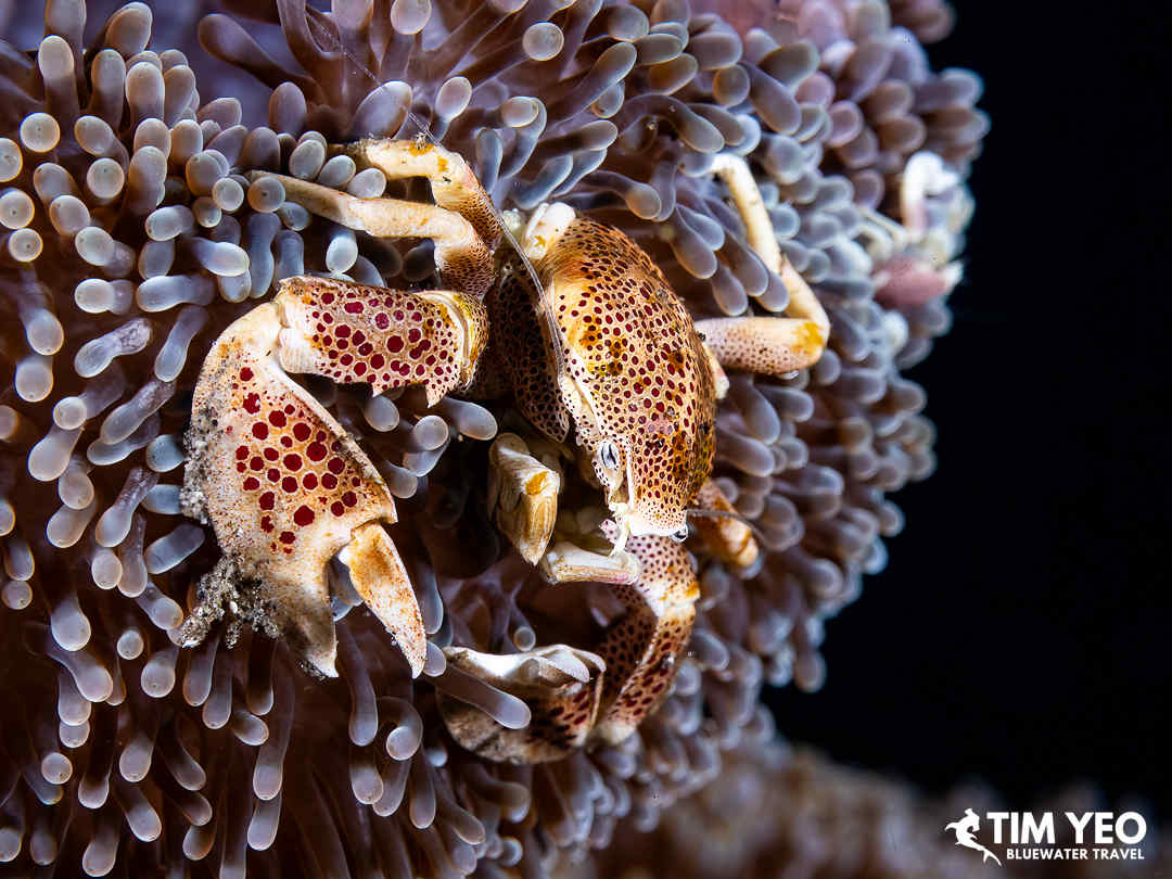 Small crab on a coral