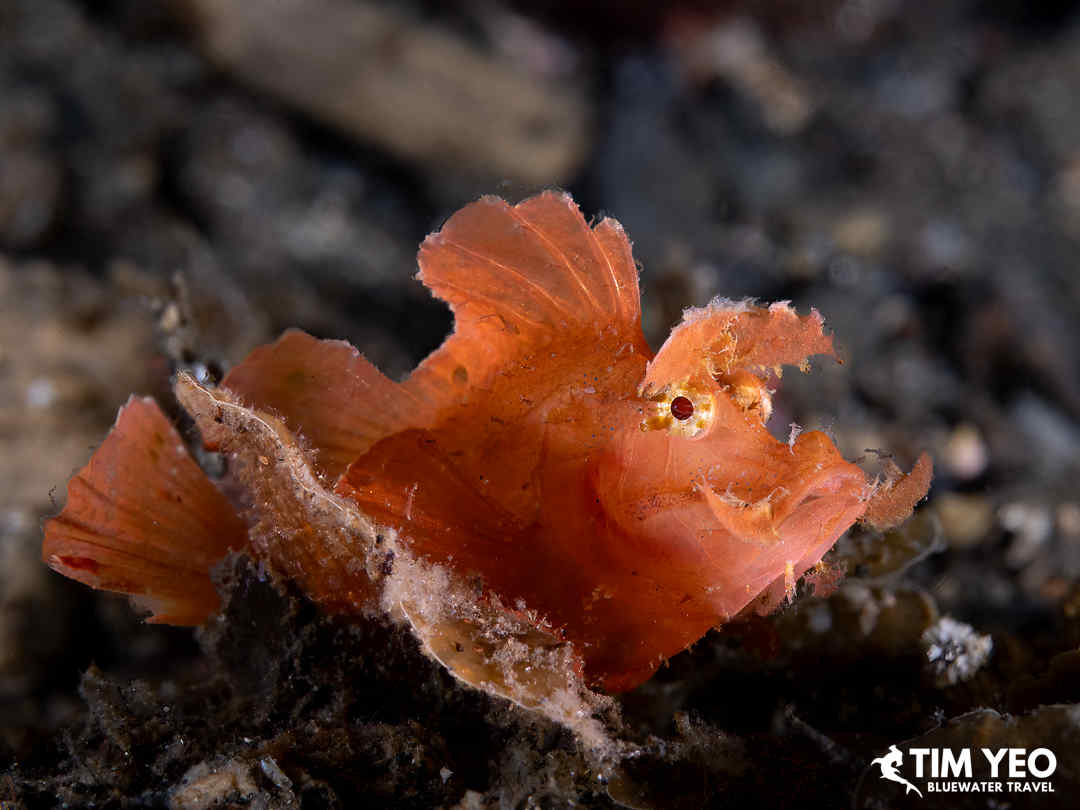 Frogfish on the rocks