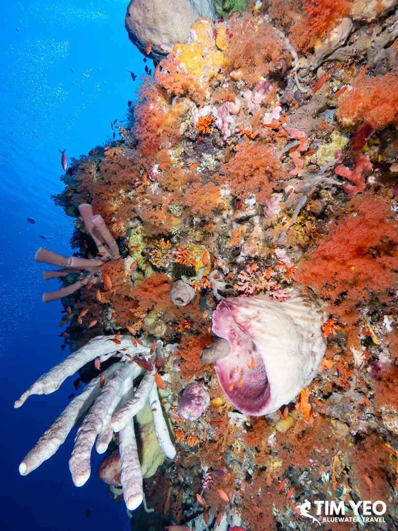 Beautiful coral reefs