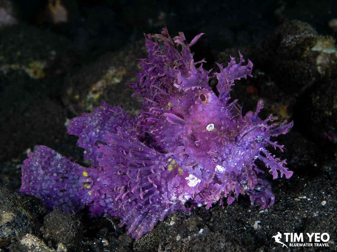 A purple frogfish