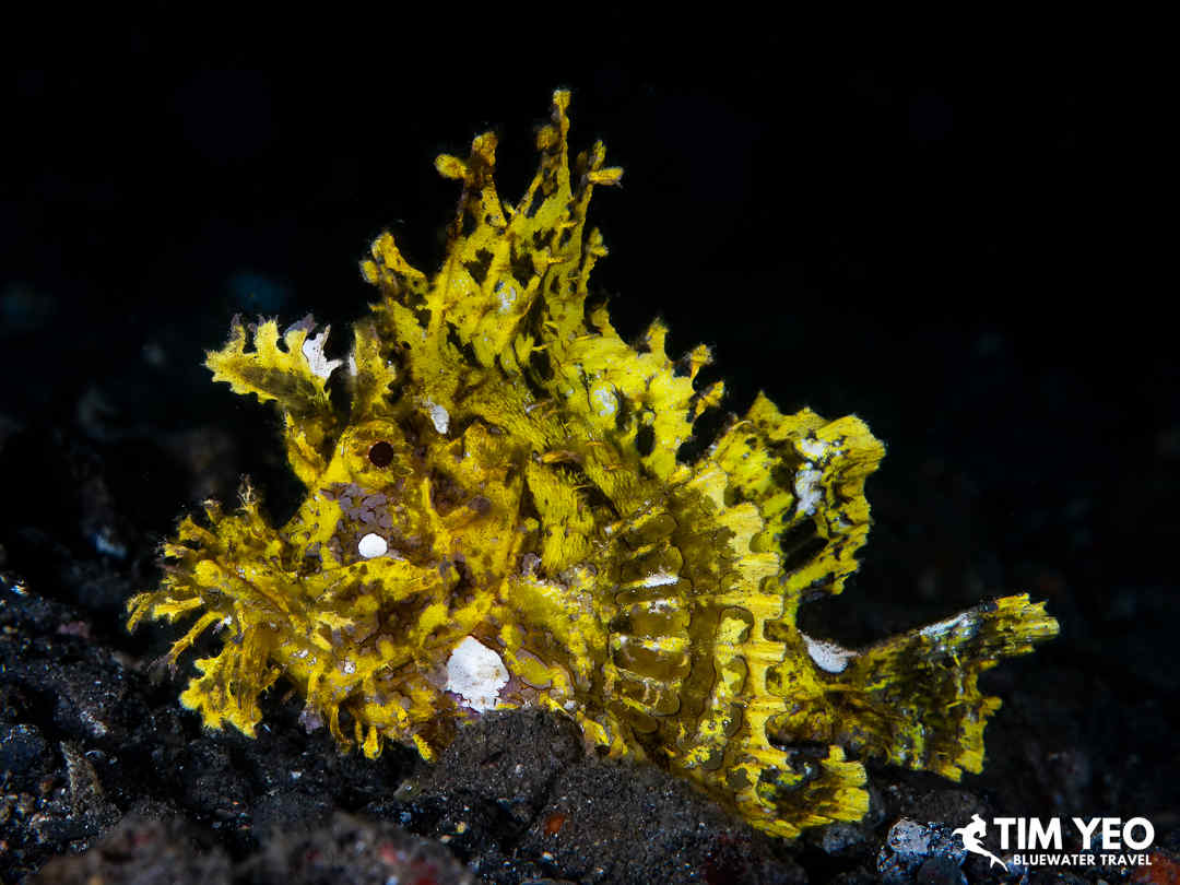 Beautiful frogfish in Alor