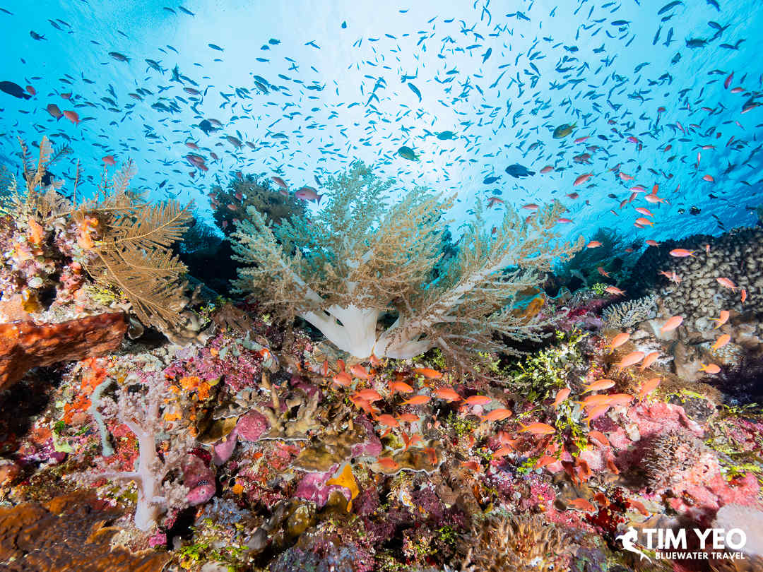 Breathtaking corals in Alor