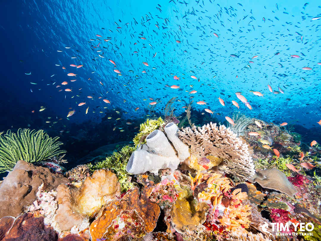 Breathtaking corals in Alor