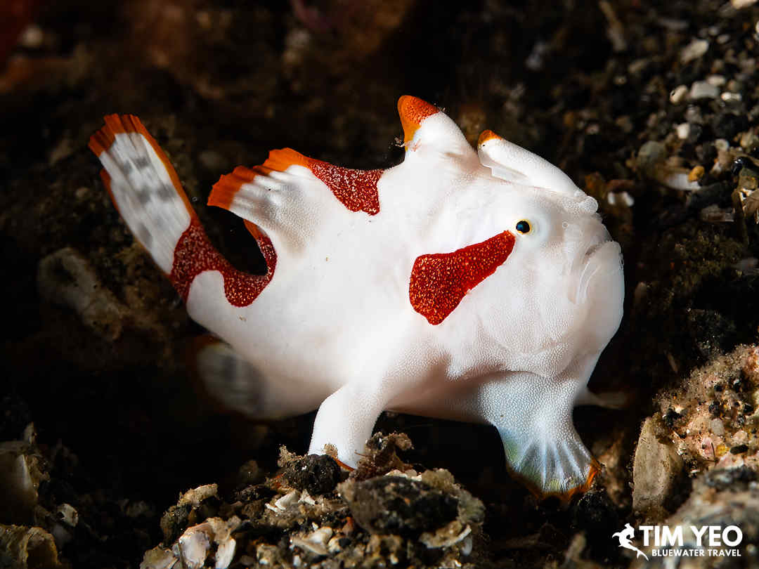 A frogfish poses for the camera