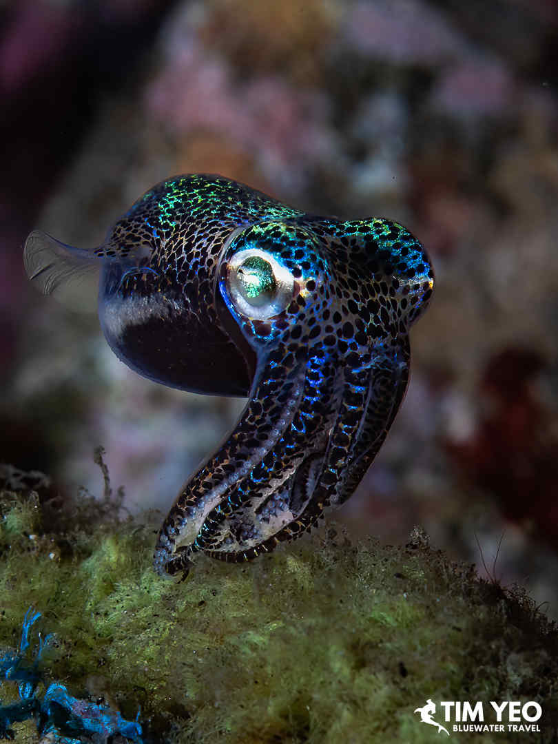 A bobtail squid