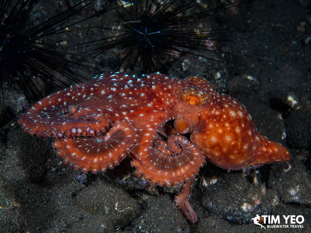 A starry night octopus