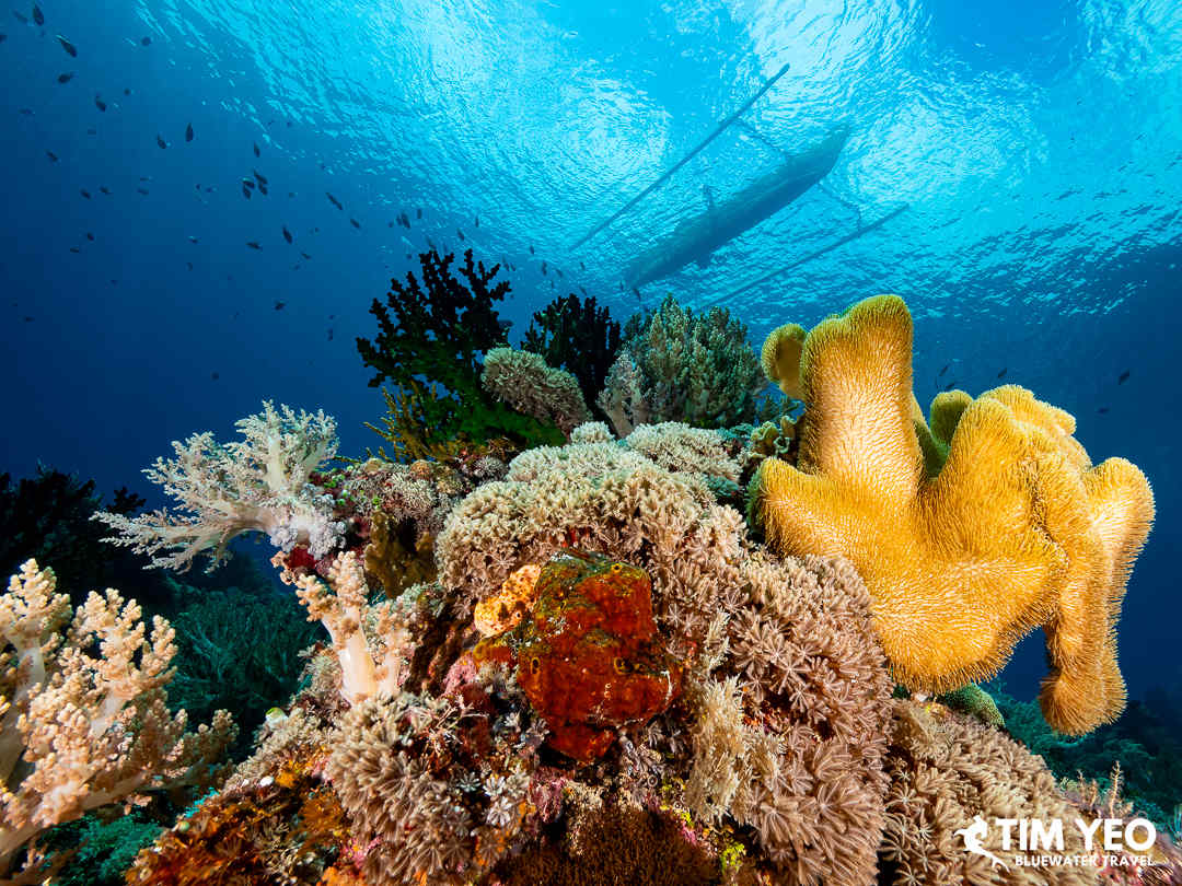 Beautiful corals in Alor
