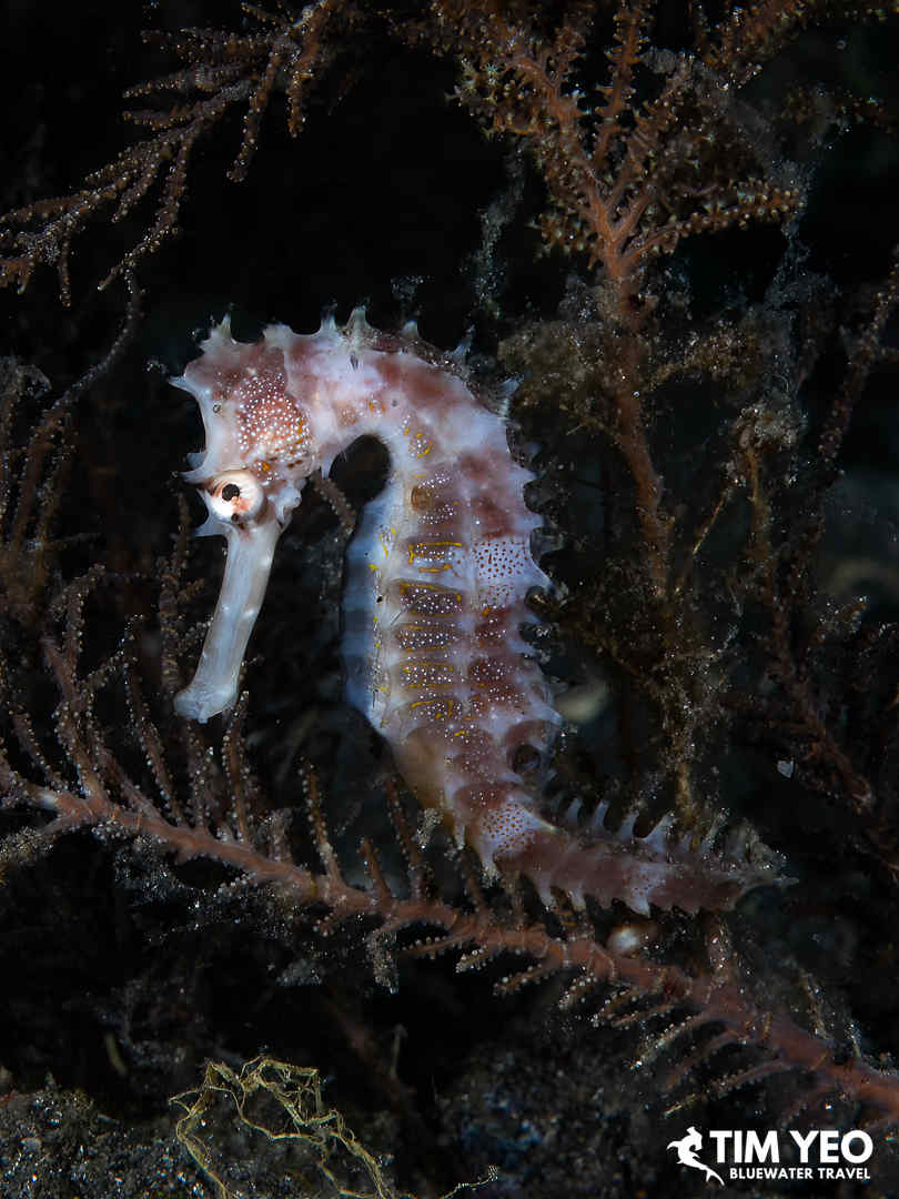 A seahorse