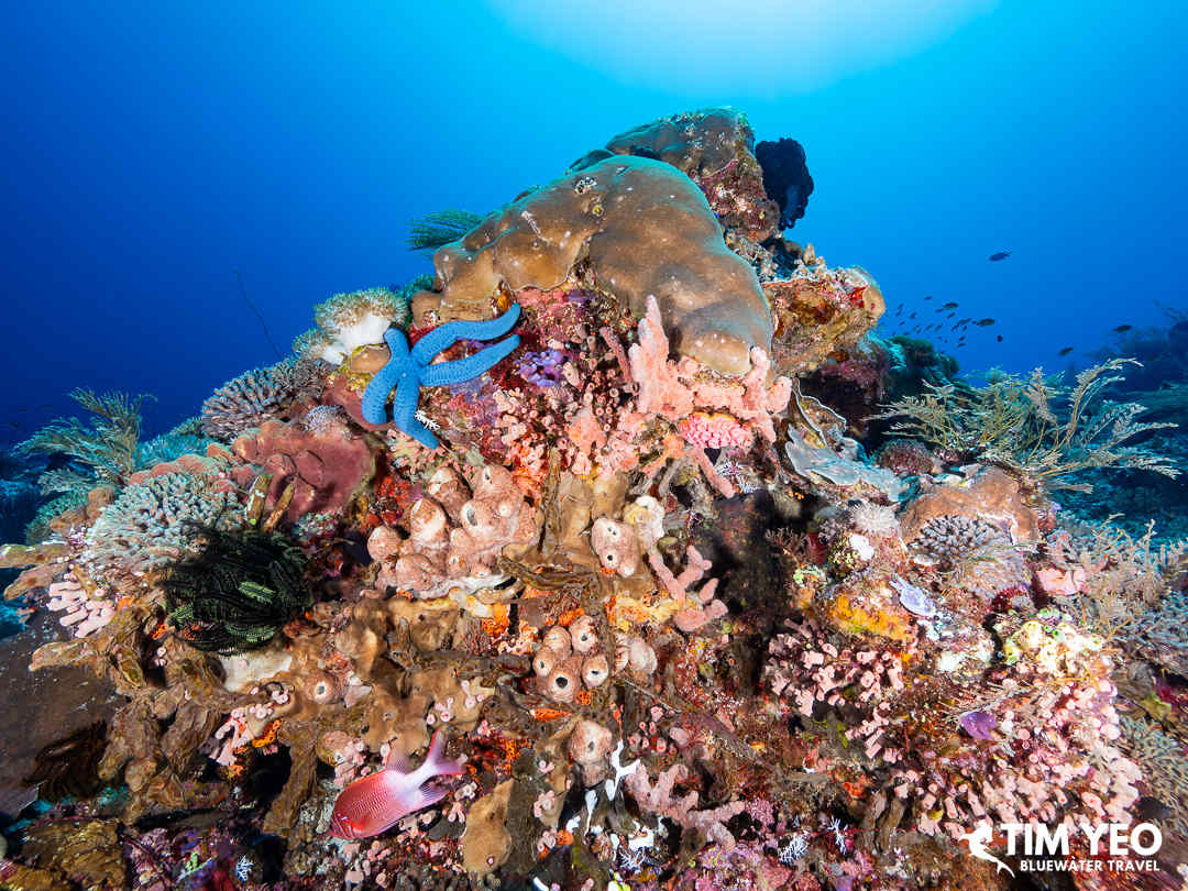 Beautiful corals in Alor
