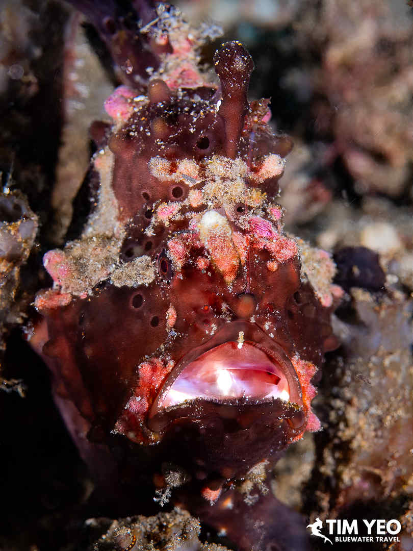 A frogfish gapes at the camera