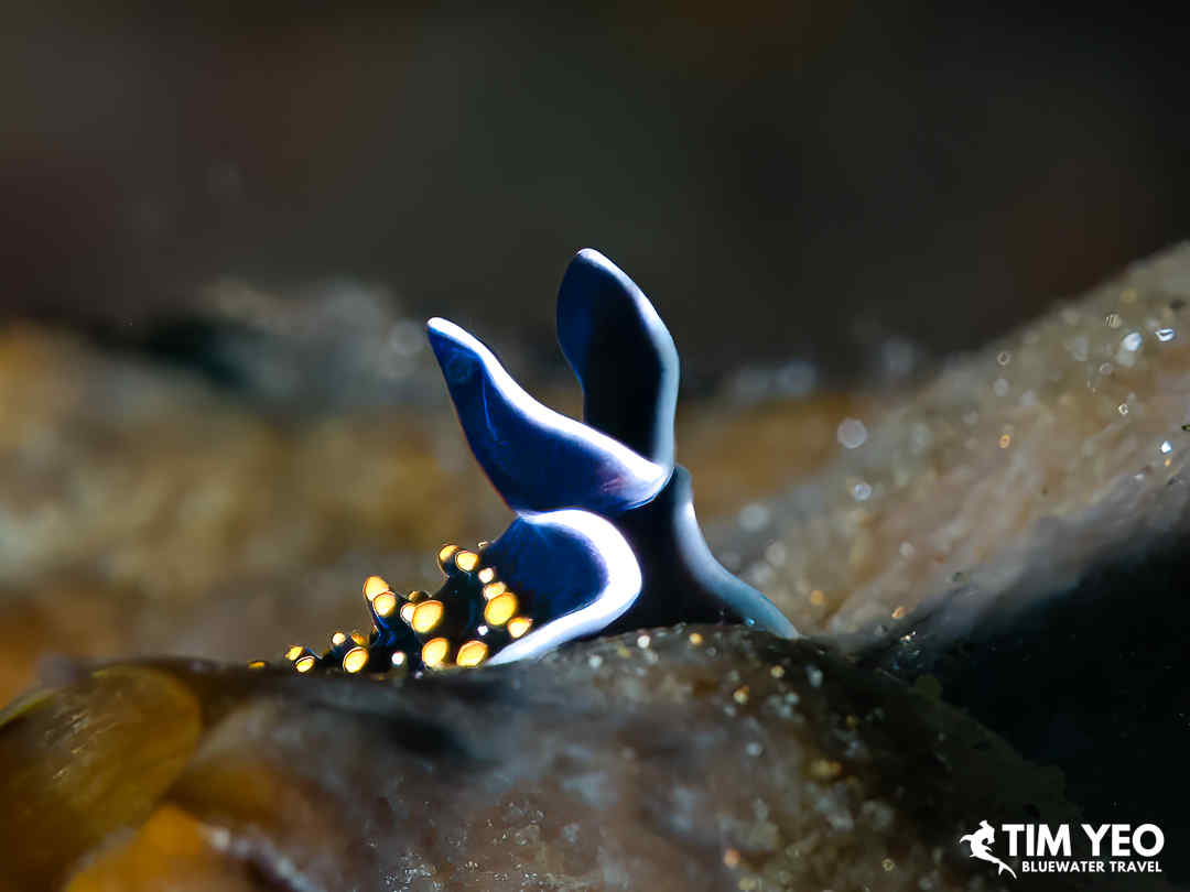 A horned nudi