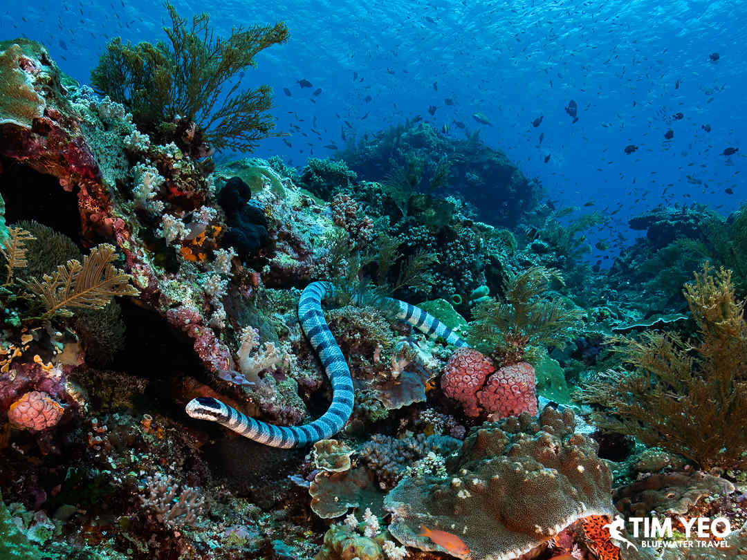 A striped sea snake