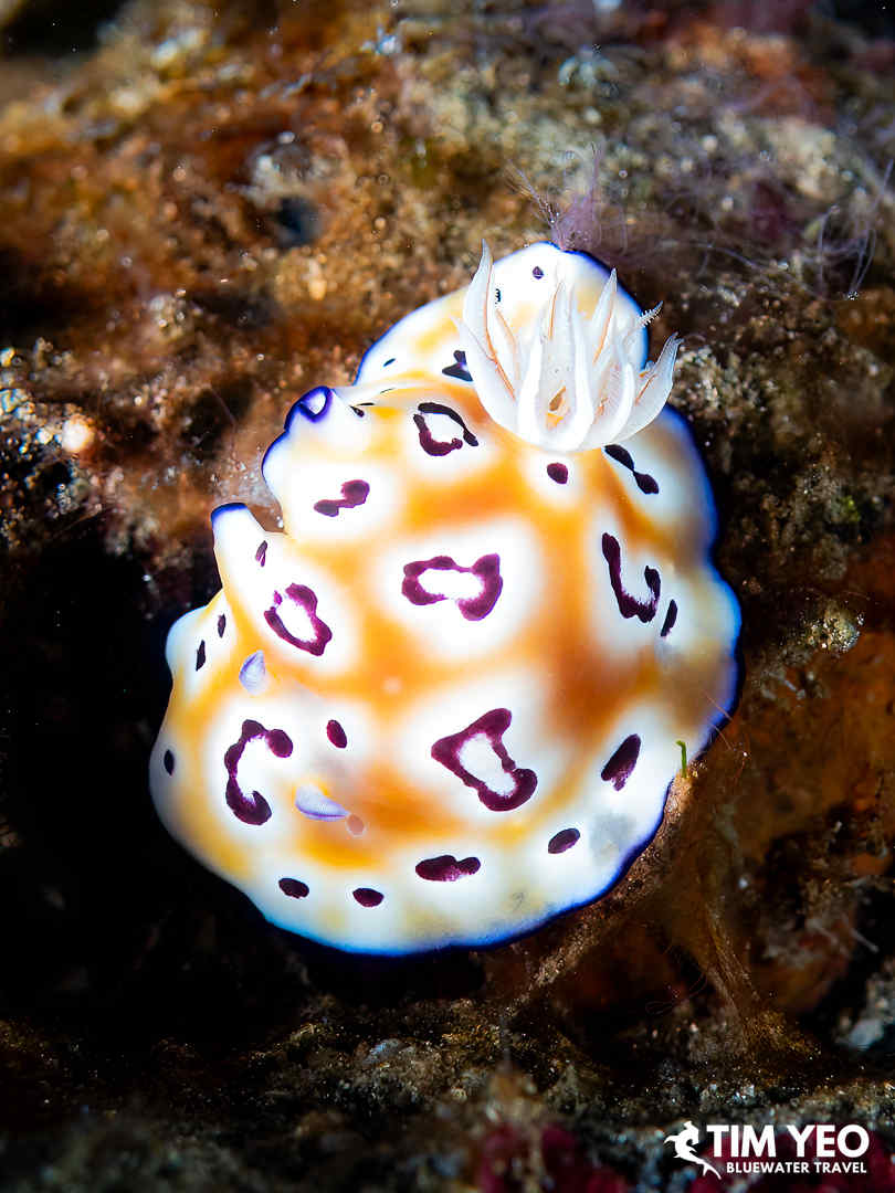 A colorful nudibranch