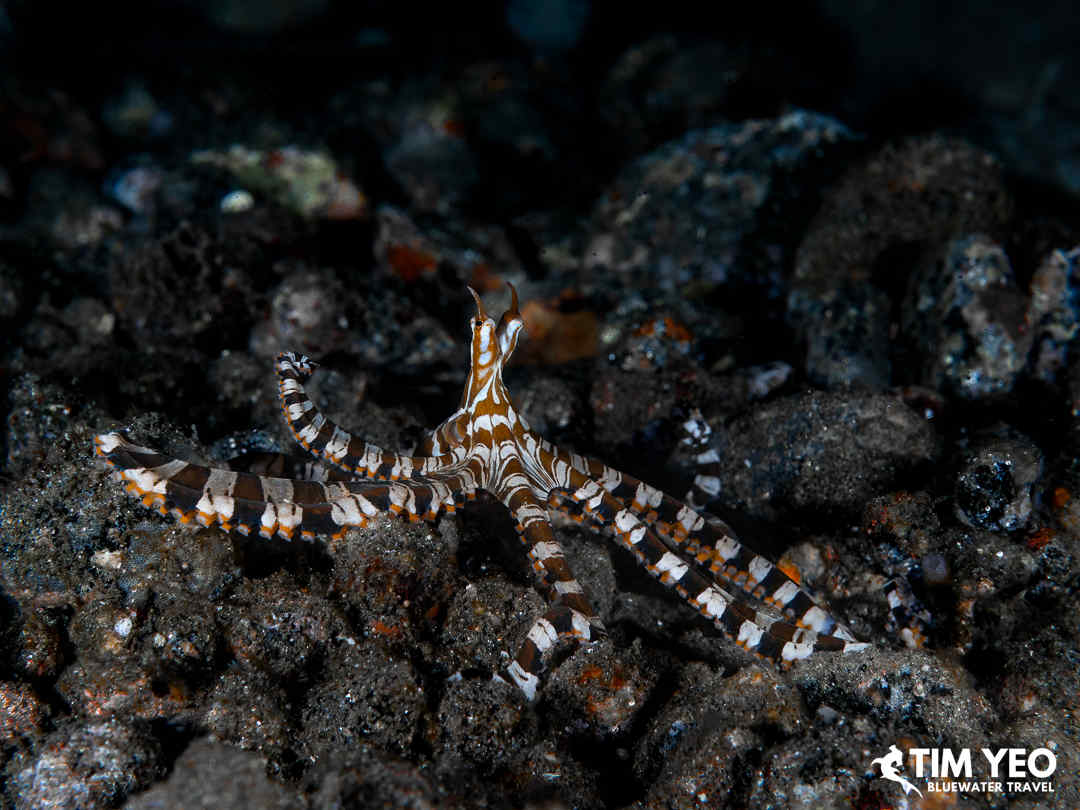 A striped octopus