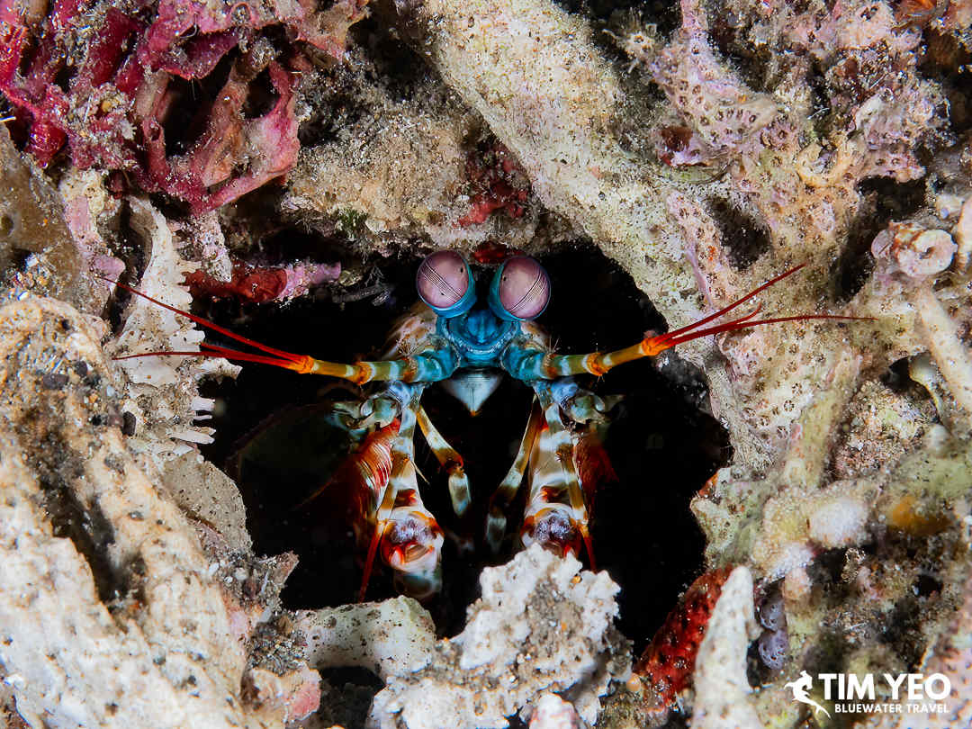 A mantis shrimp in its hole