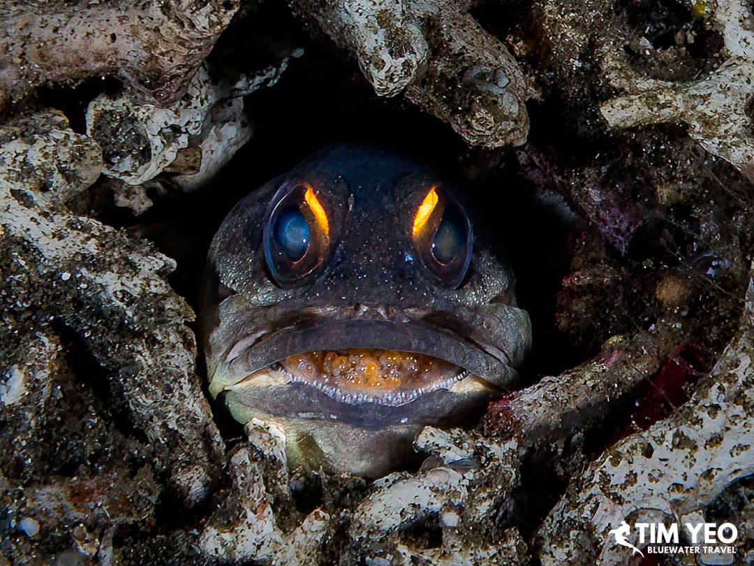 A fish stares at the camera
