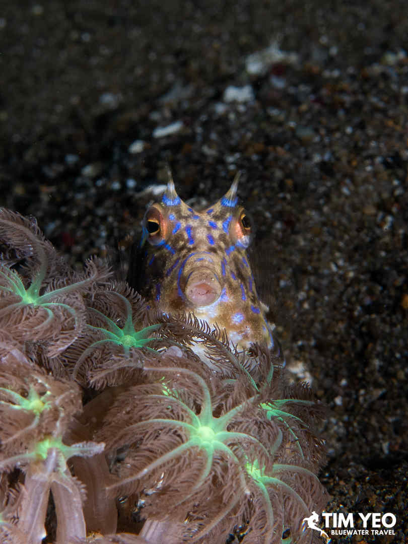 A fish peeks at the camera