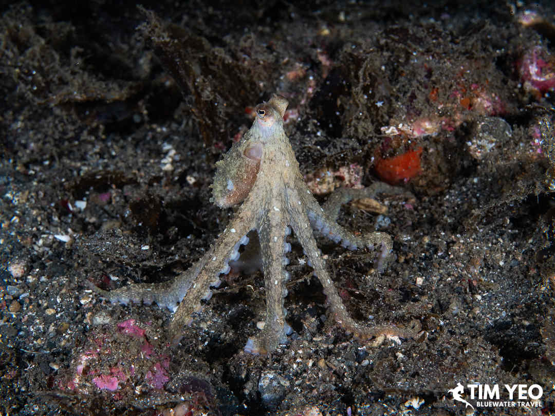 An octopus stands on its tentacles