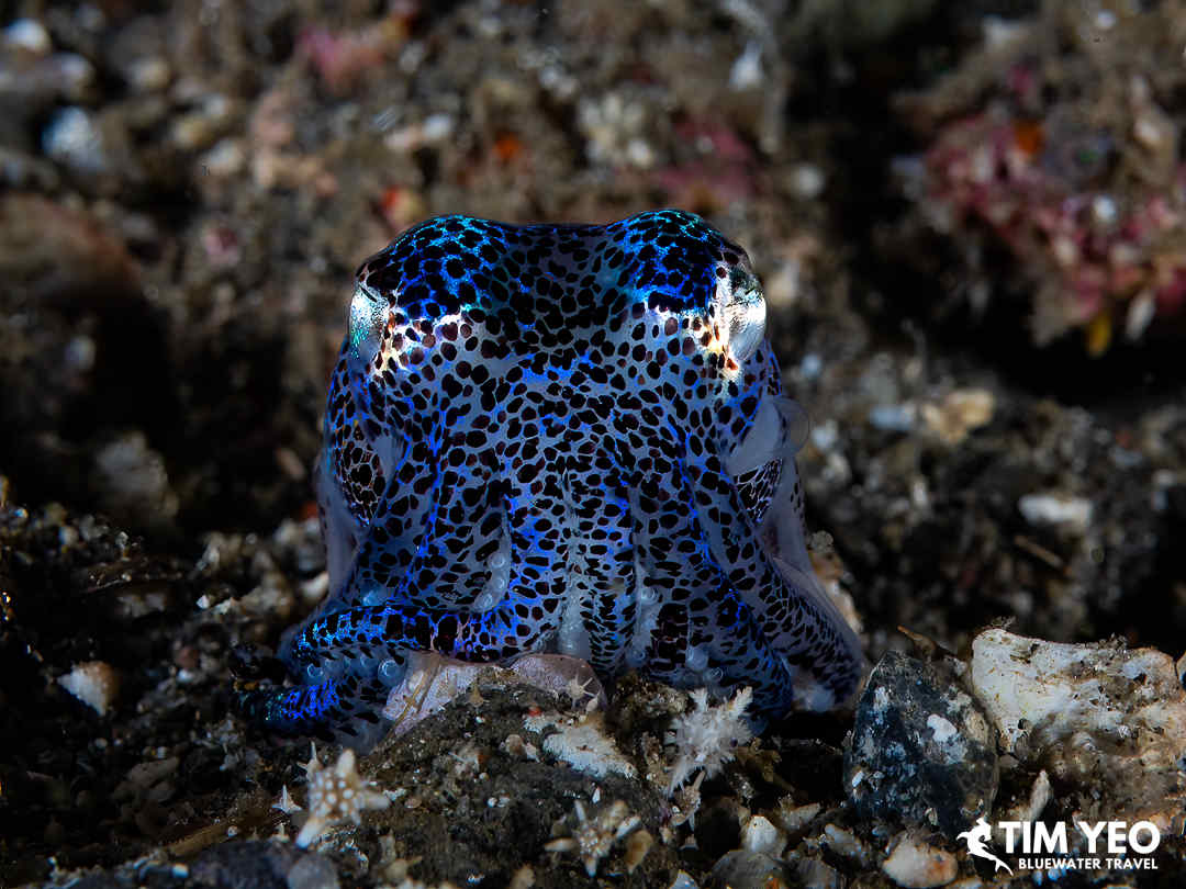 A bobtail squid
