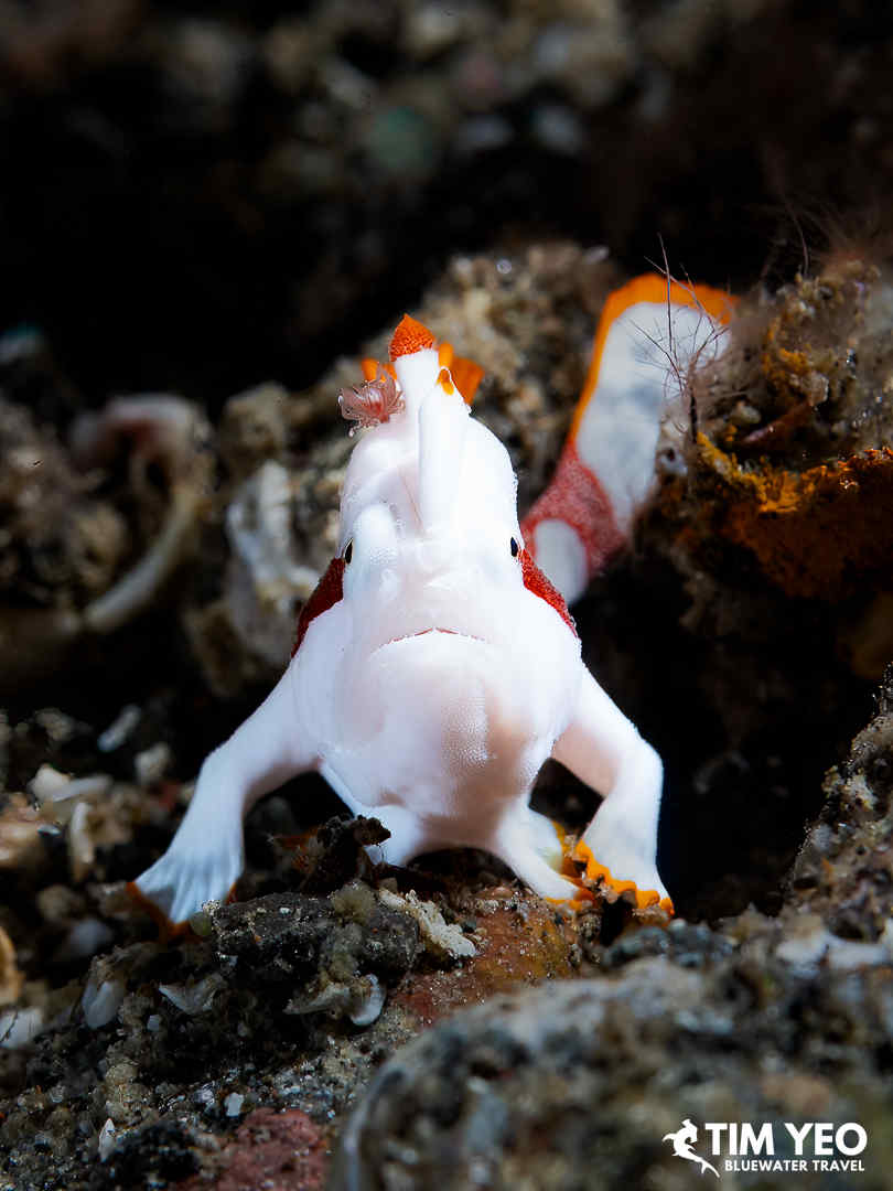 A frogfish on the rocks