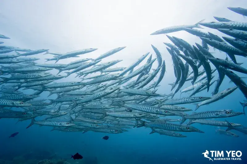 School of barracuda