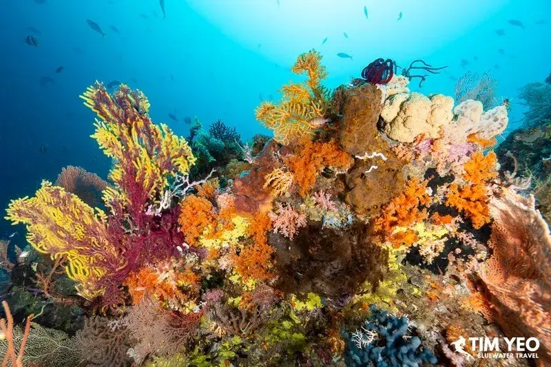 Vibrant corals