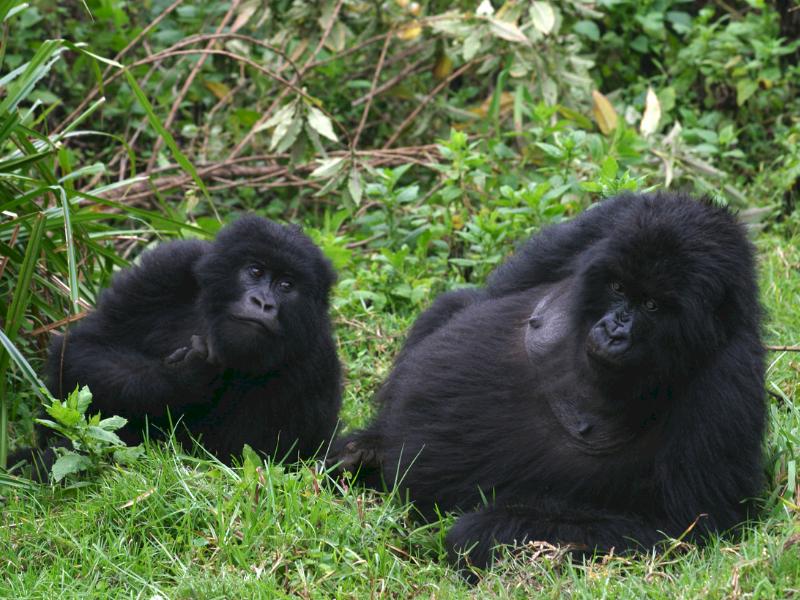 Gorillas in the grass