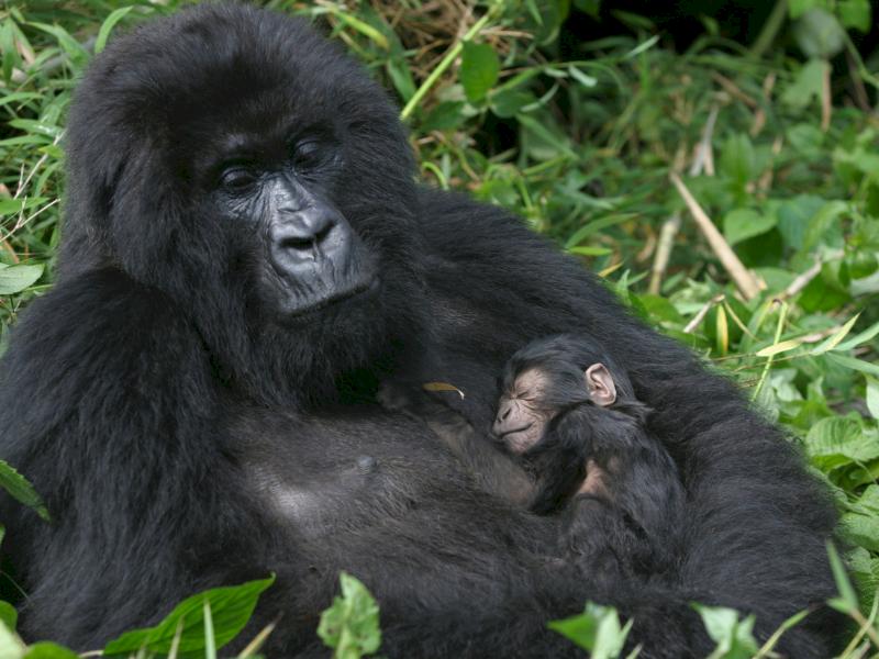 A gorilla cradles its baby