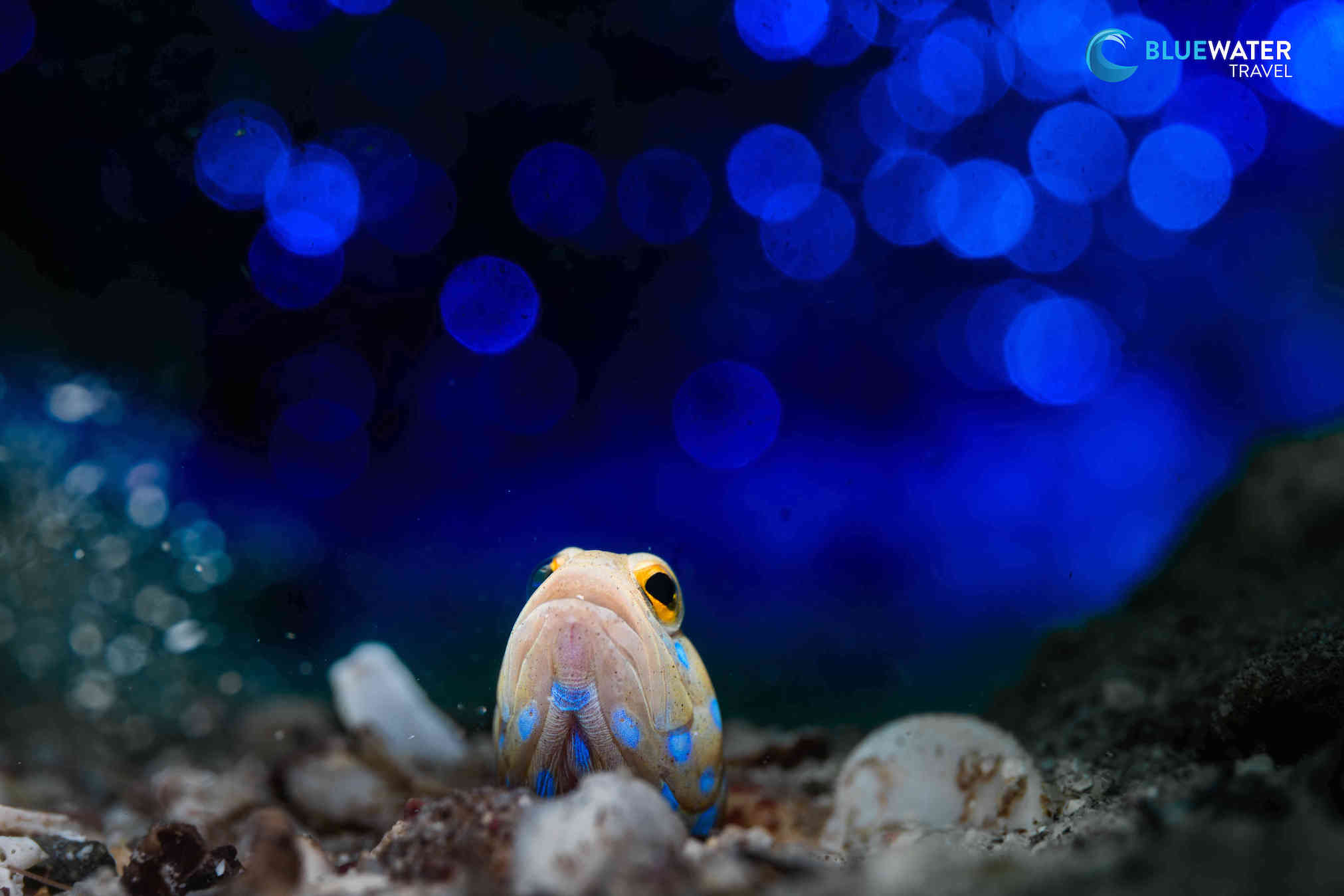 A bluespotted jawfish