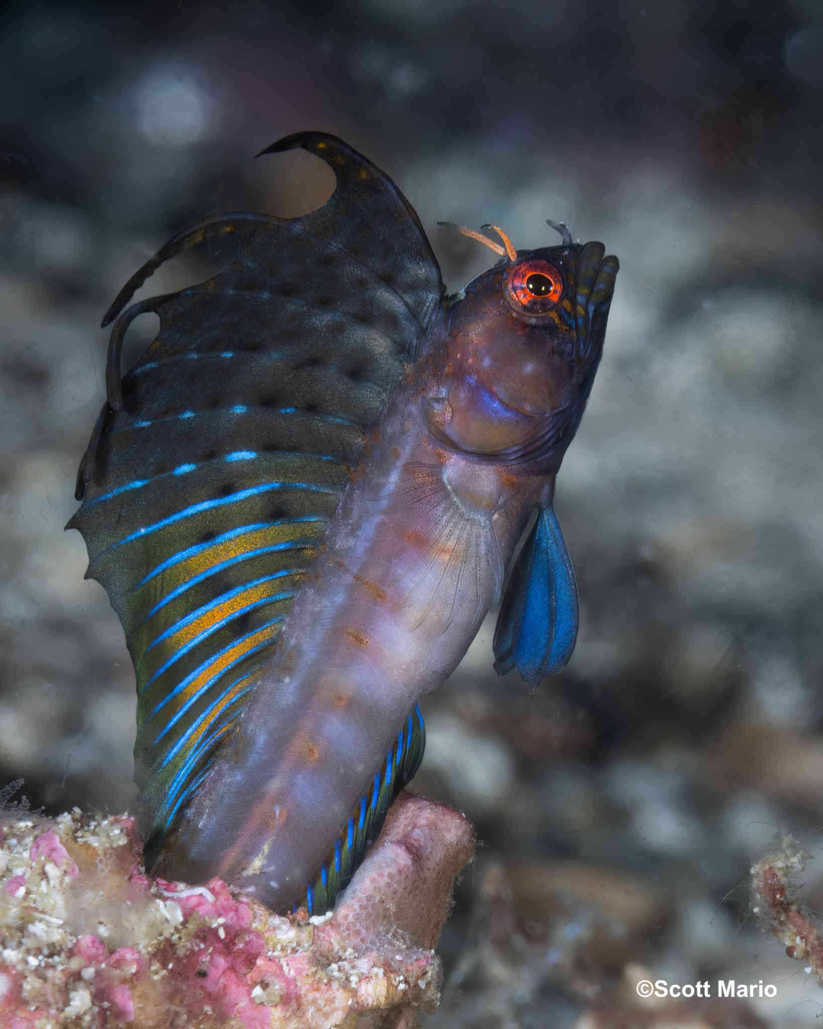 A signal blenny