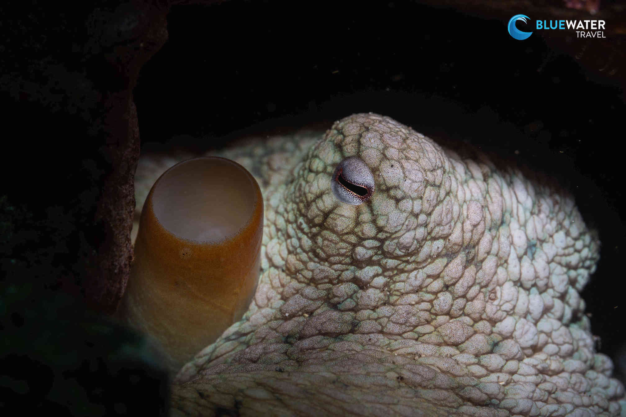An octopus hides in its den