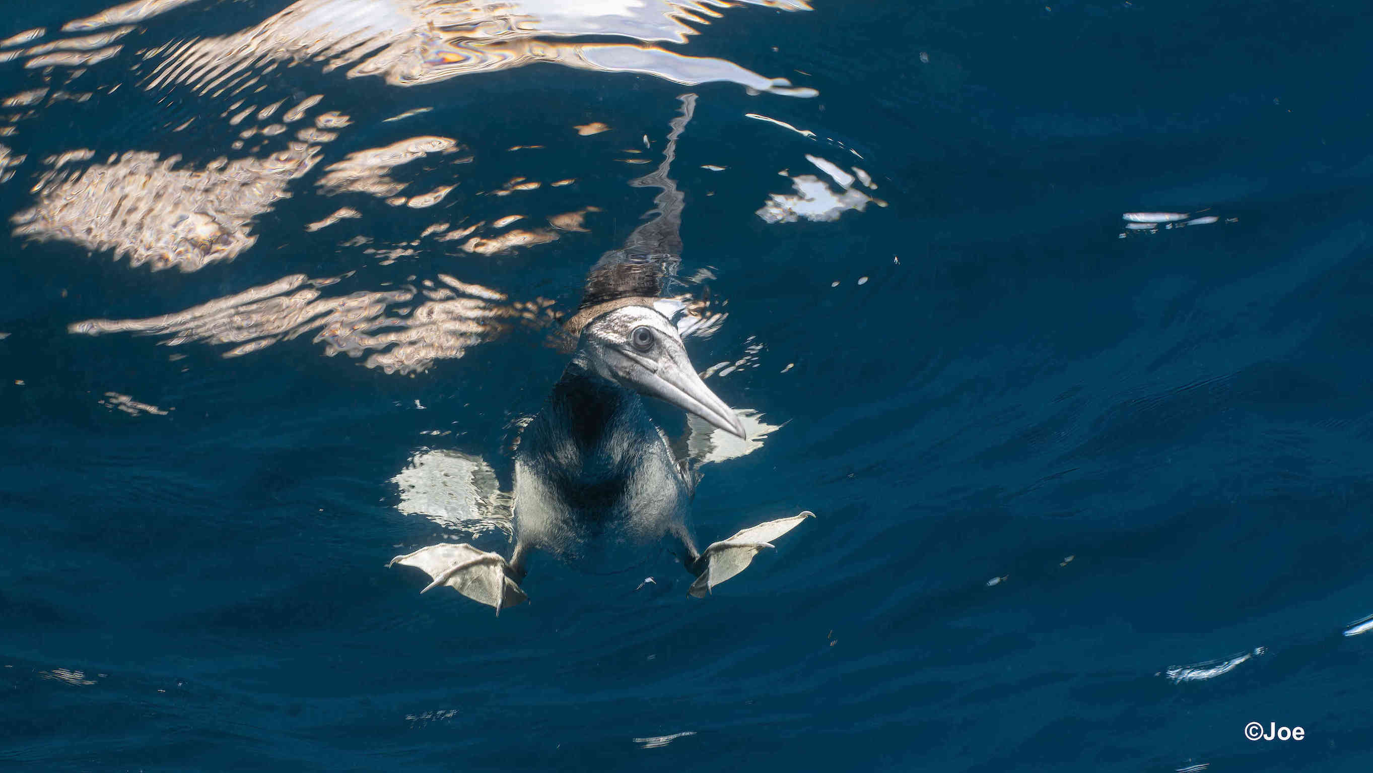 Curious brown footed boobies