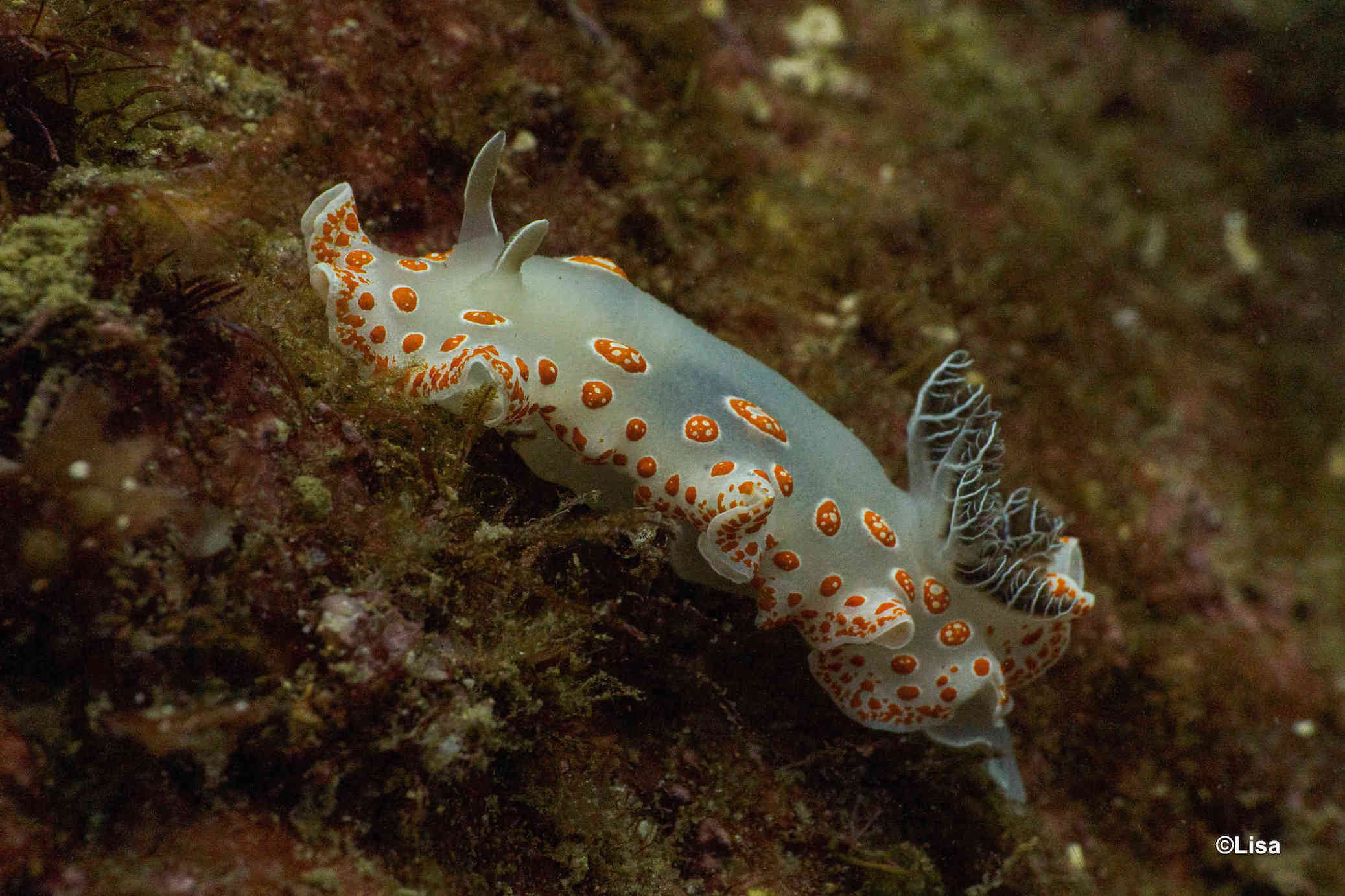One of the many nudibranchs