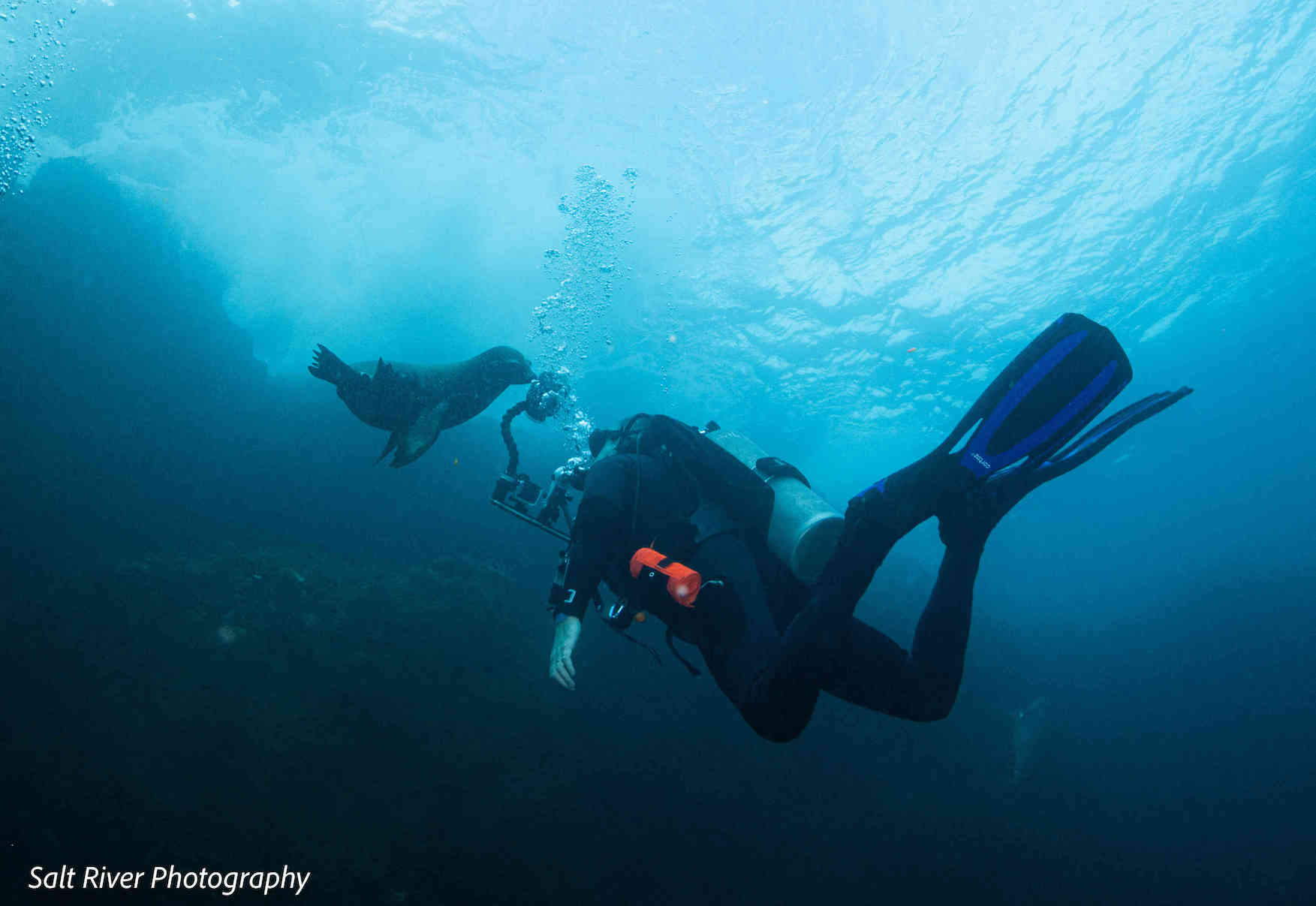 A diver and sea lion