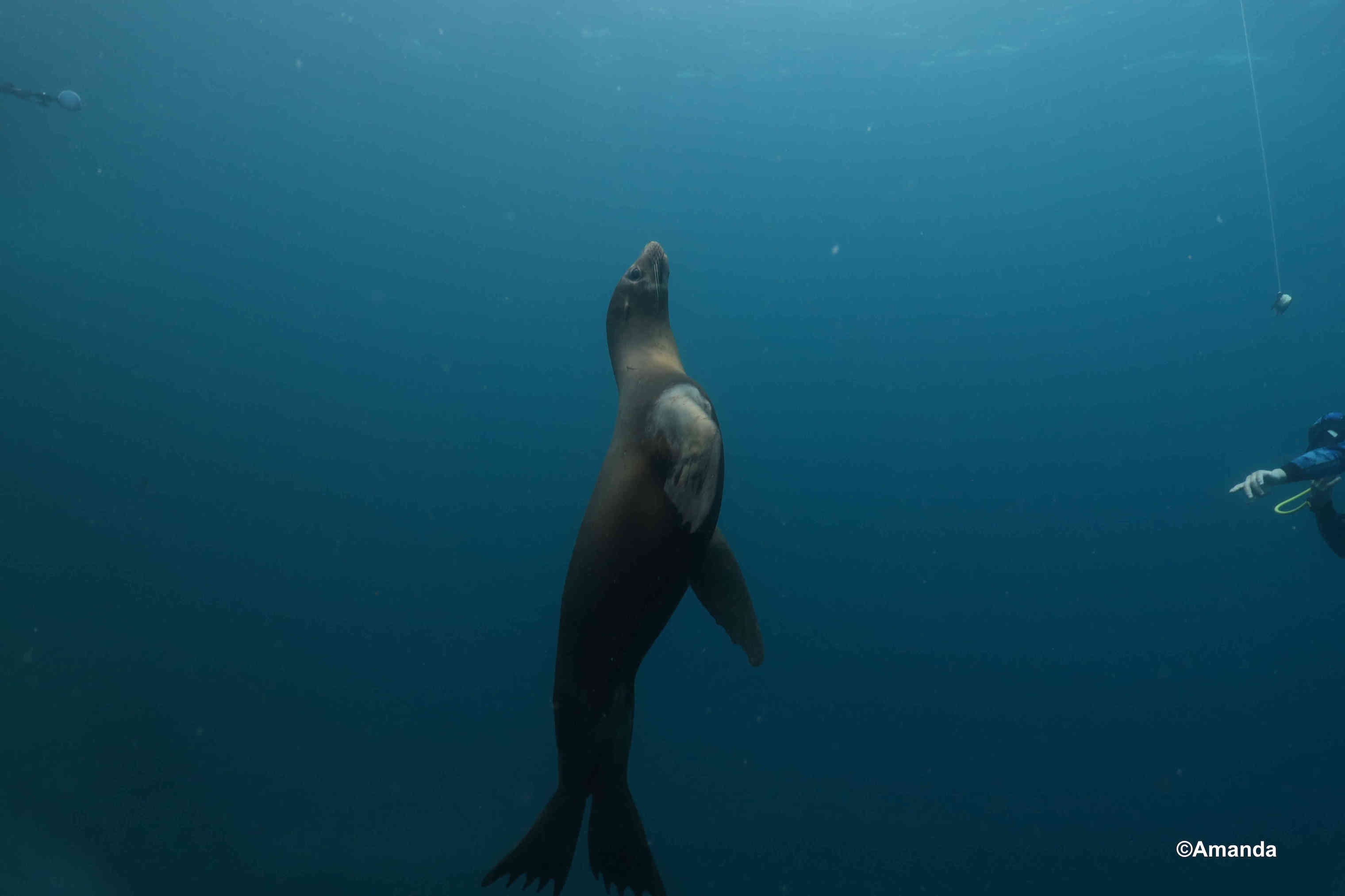 An elegant sealion