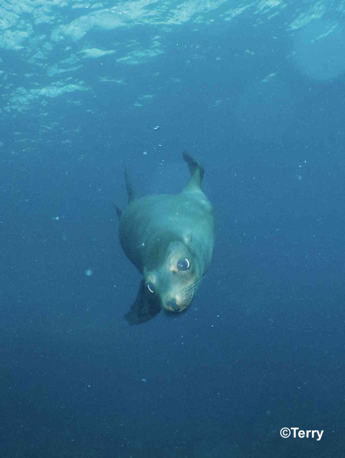 A sealion quickly approaches