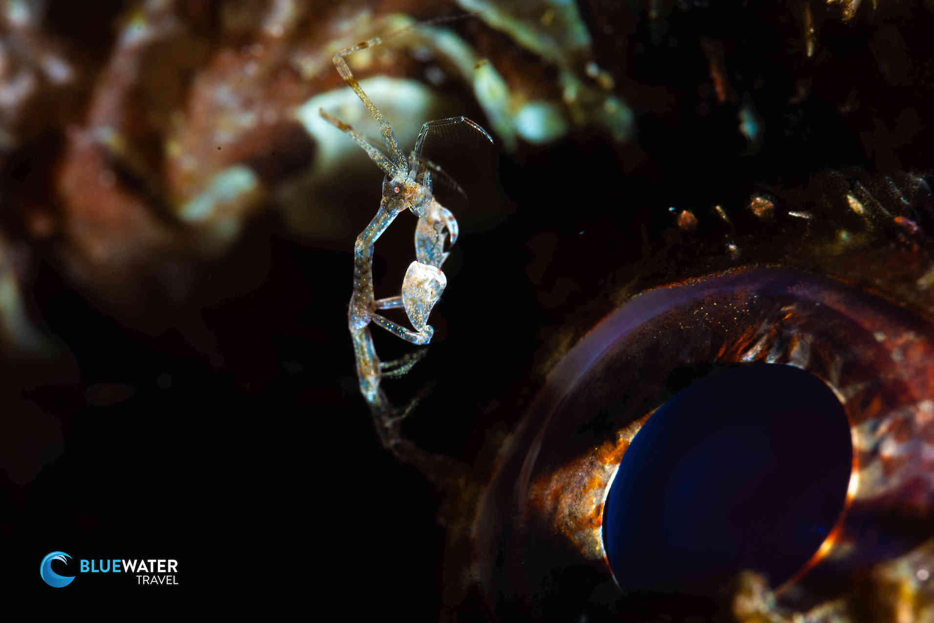 An elusive skeleton shrimp