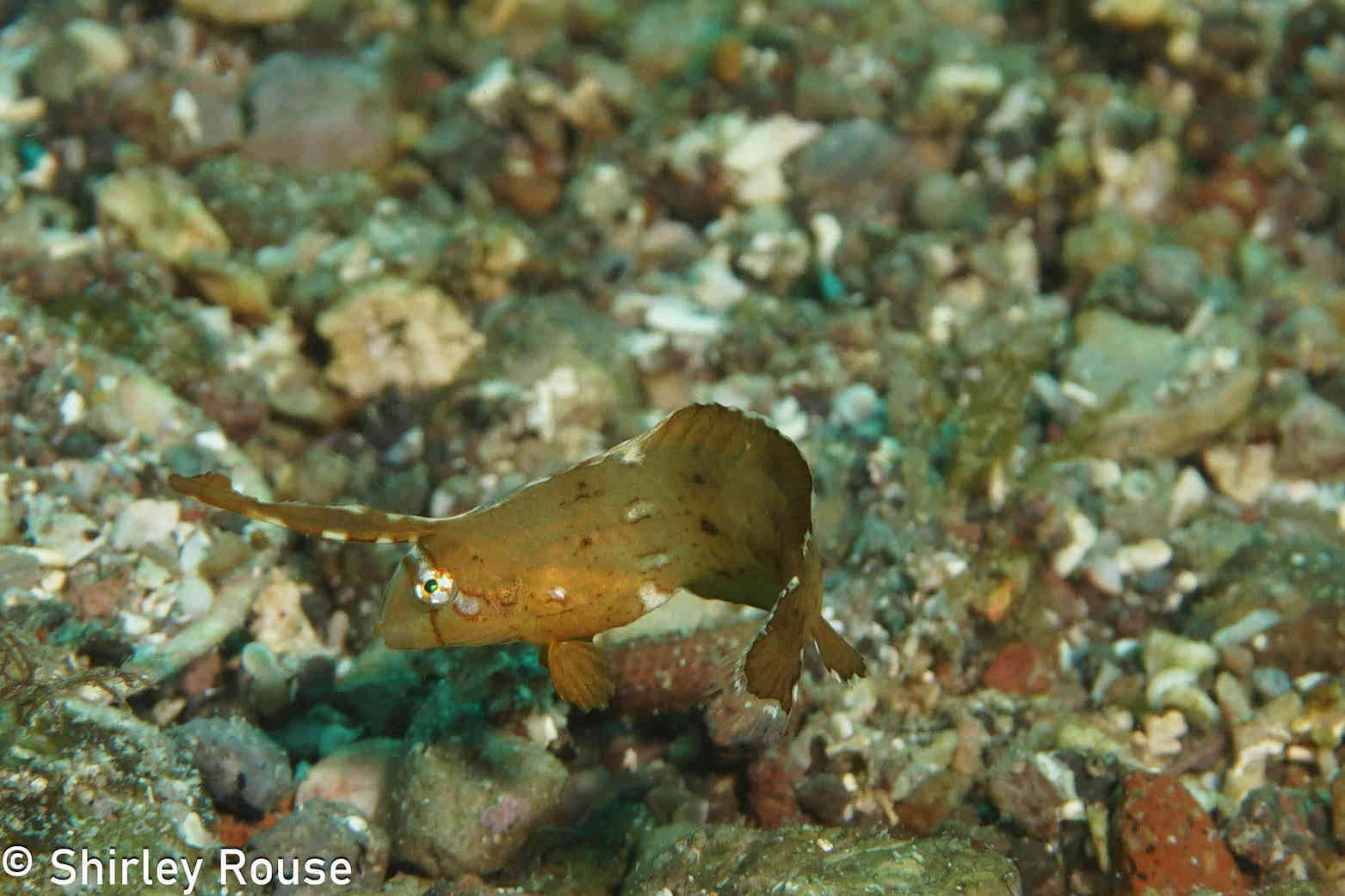A rare fish photographed in the sand