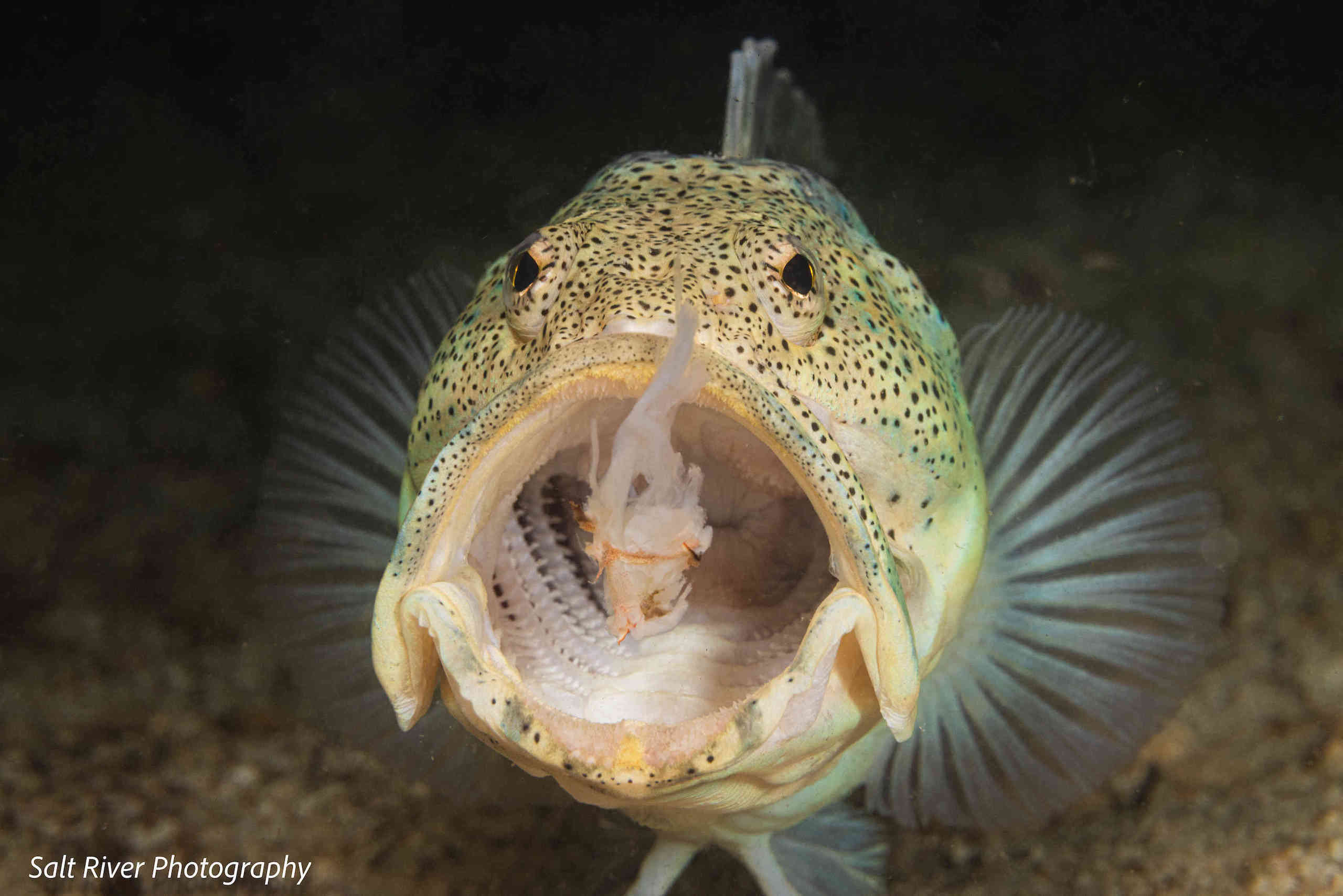 A giant jawfish