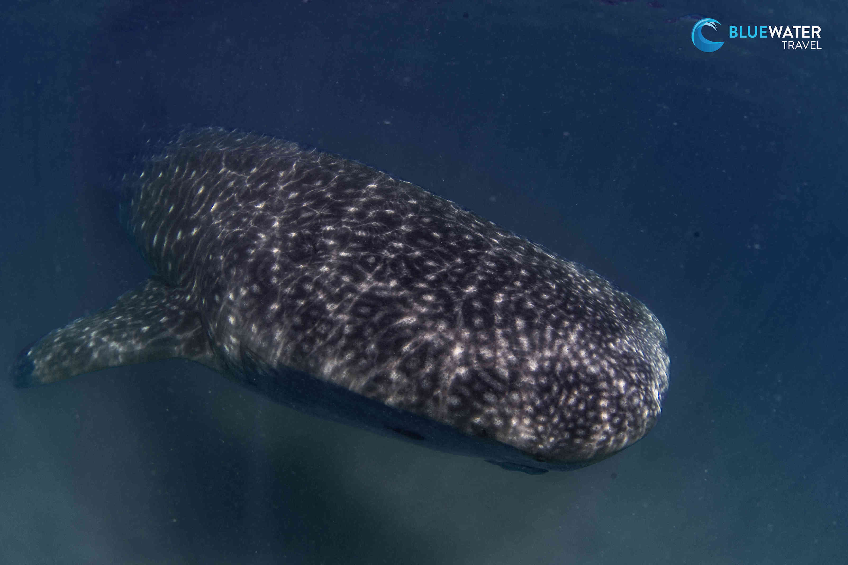 A whaleshark