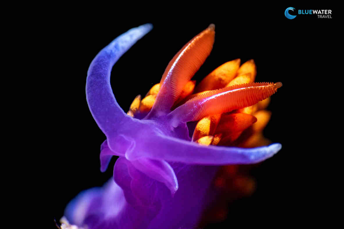 One of the many Spanish shawl nudibranchs