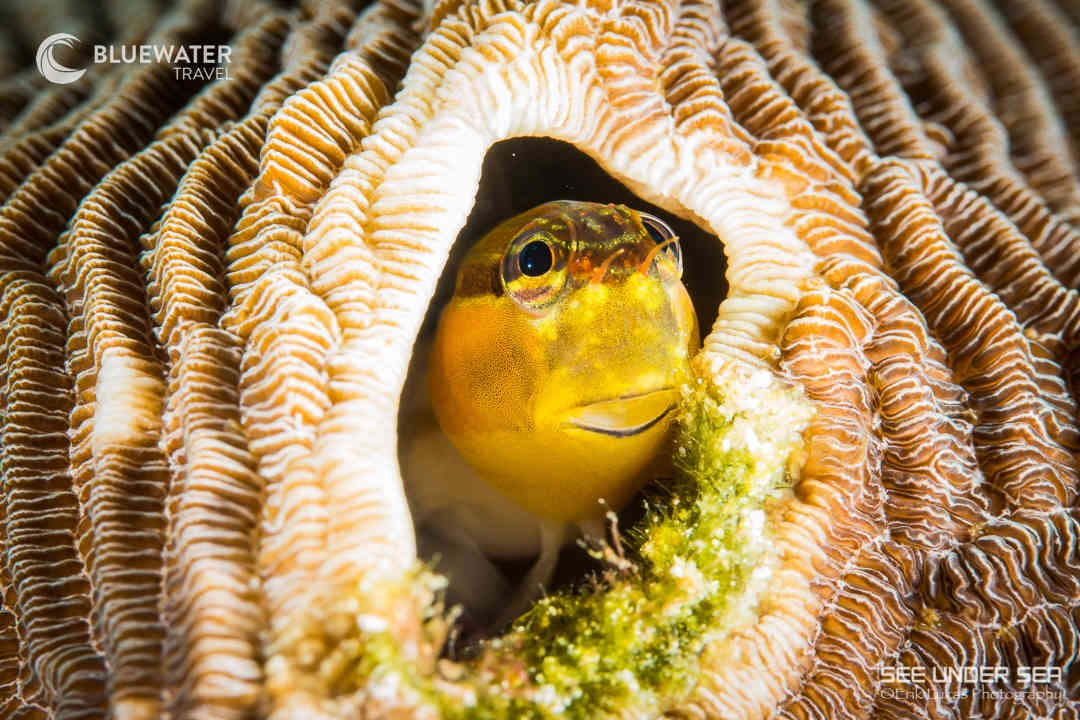 A small fish in its coral