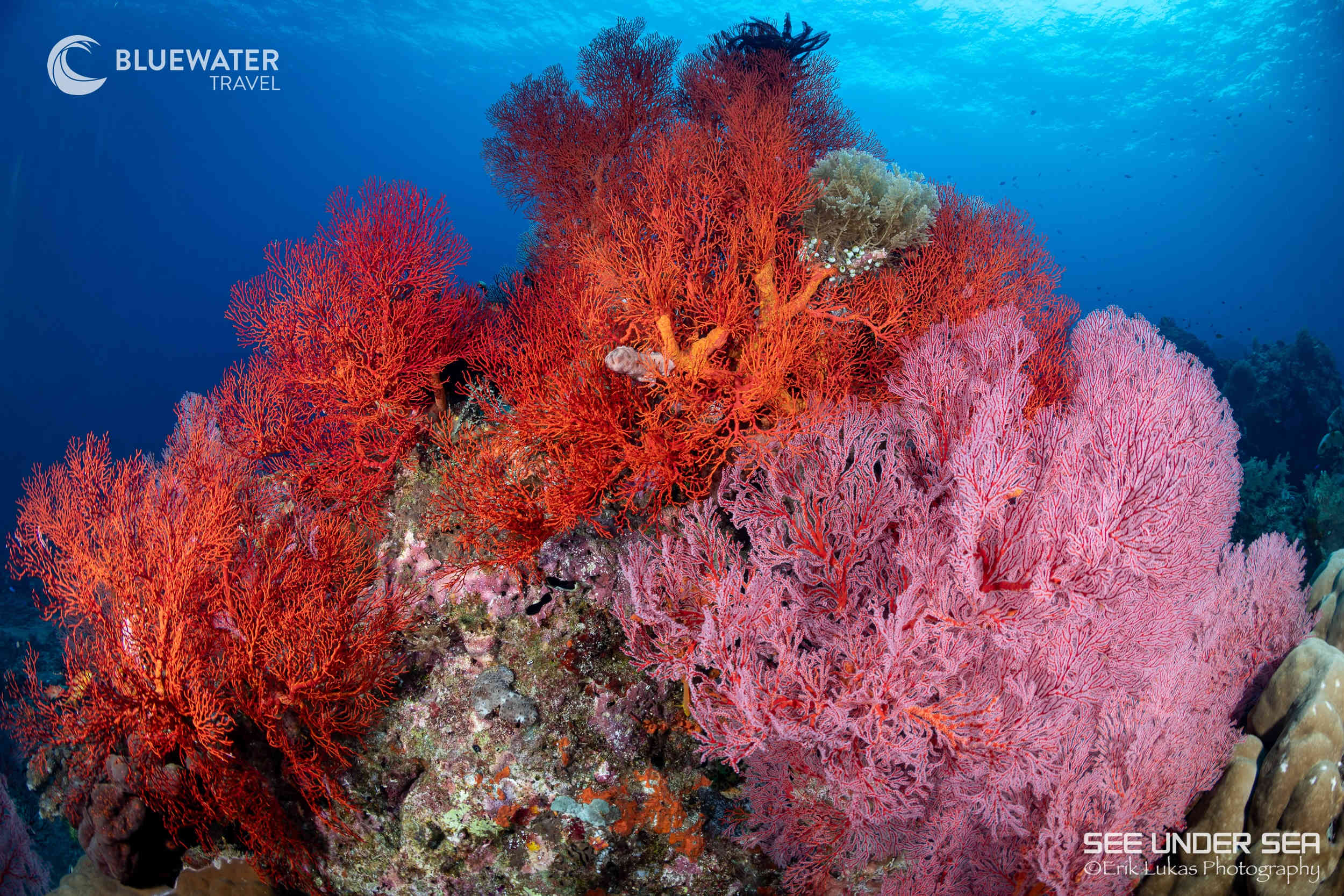Beautiful corals in Alor