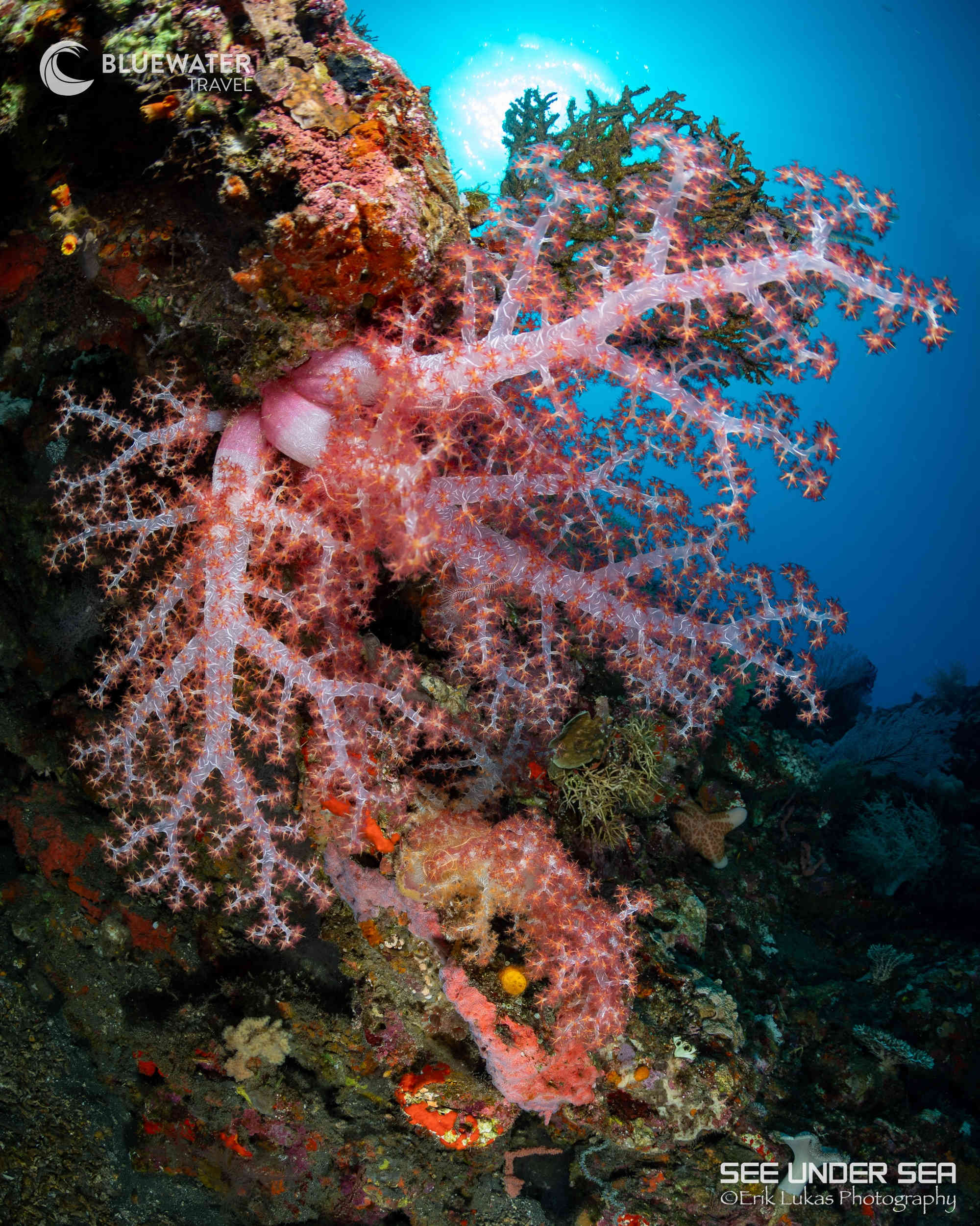 Beautiful corals