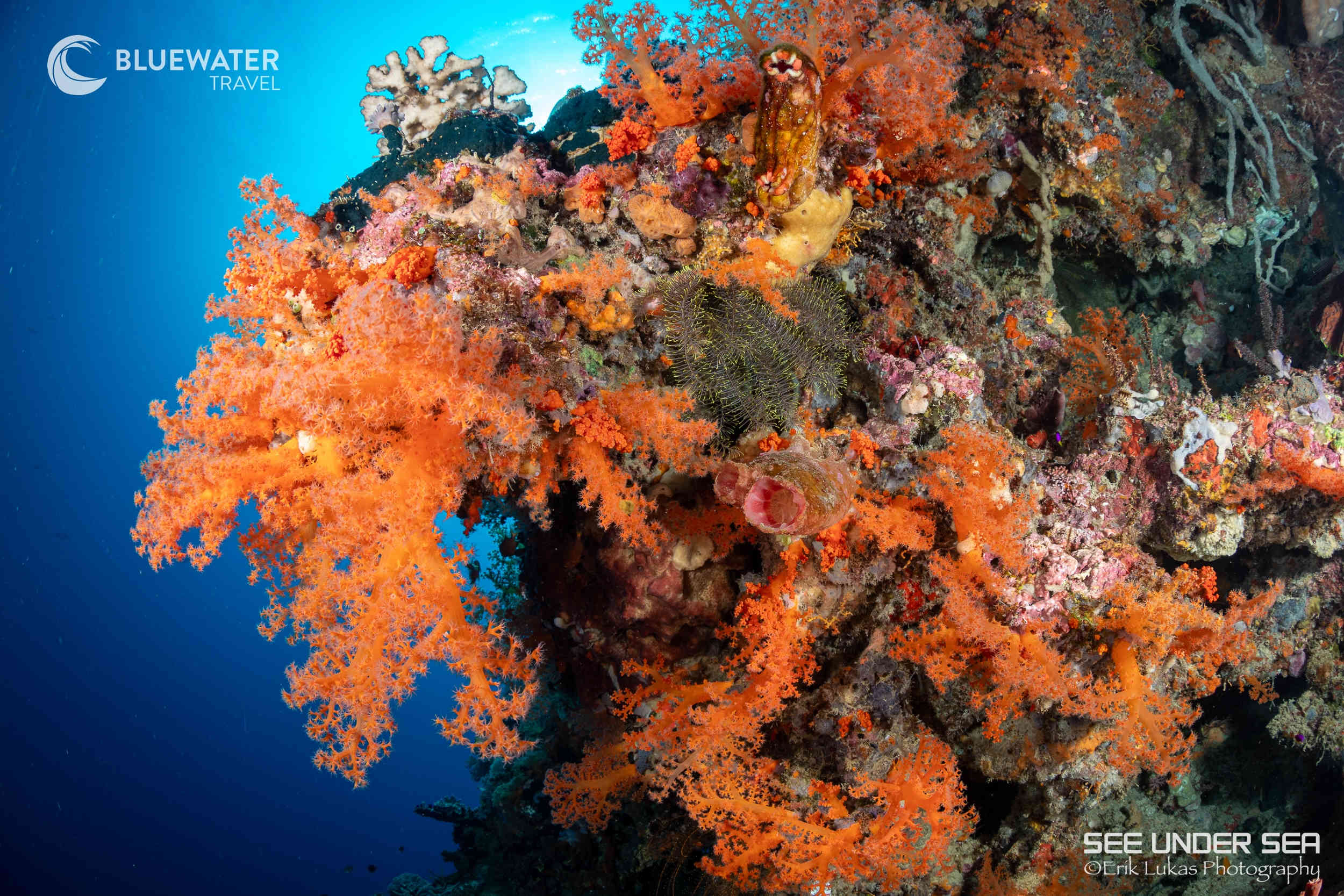 Beautiful corals in Alor
