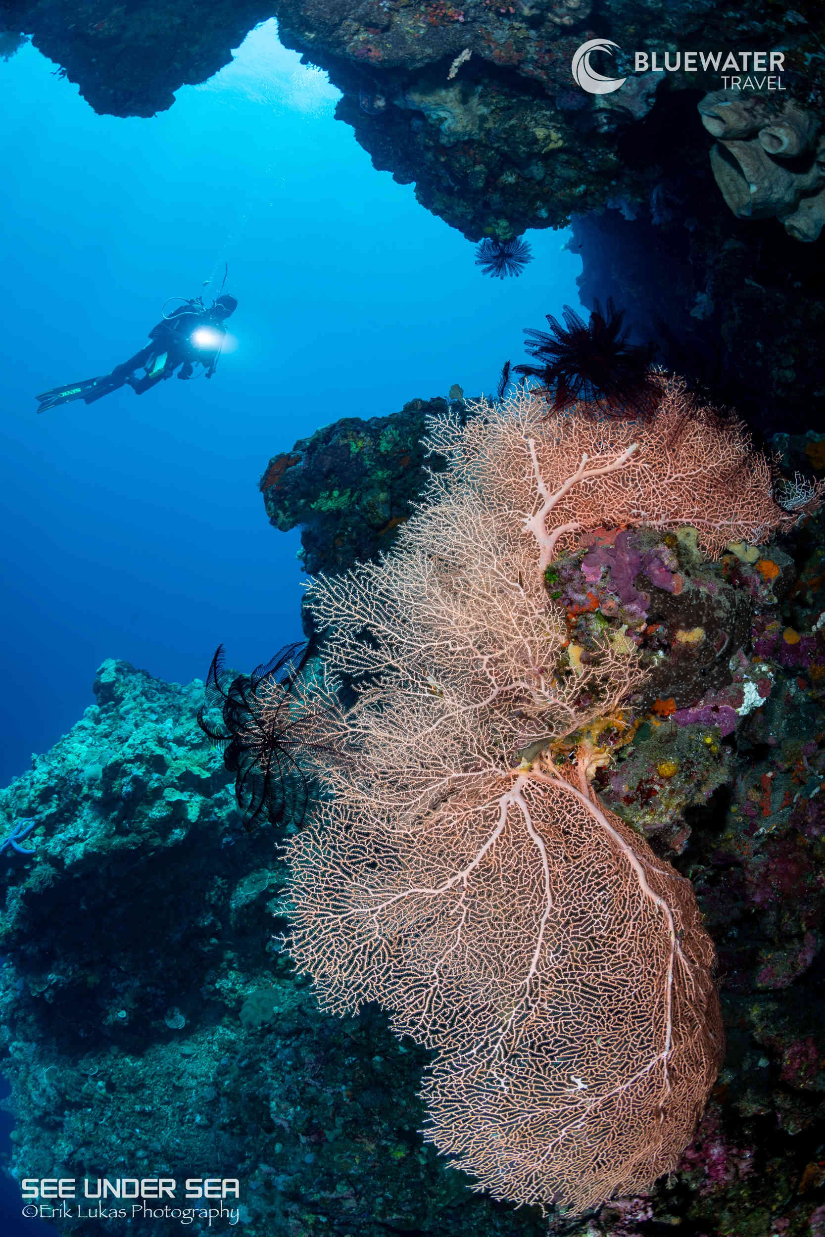 Beautiful corals in Alor