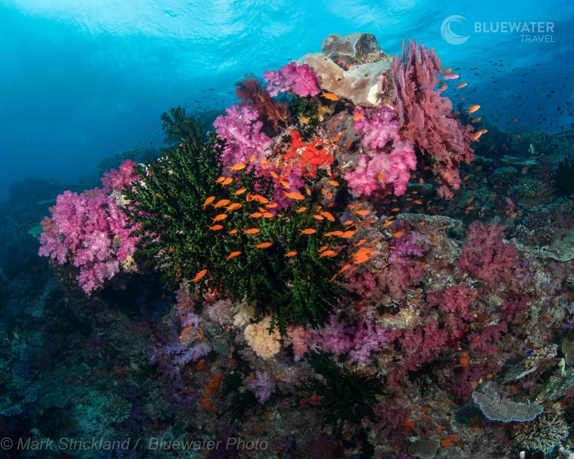Stunning corals in Fiji