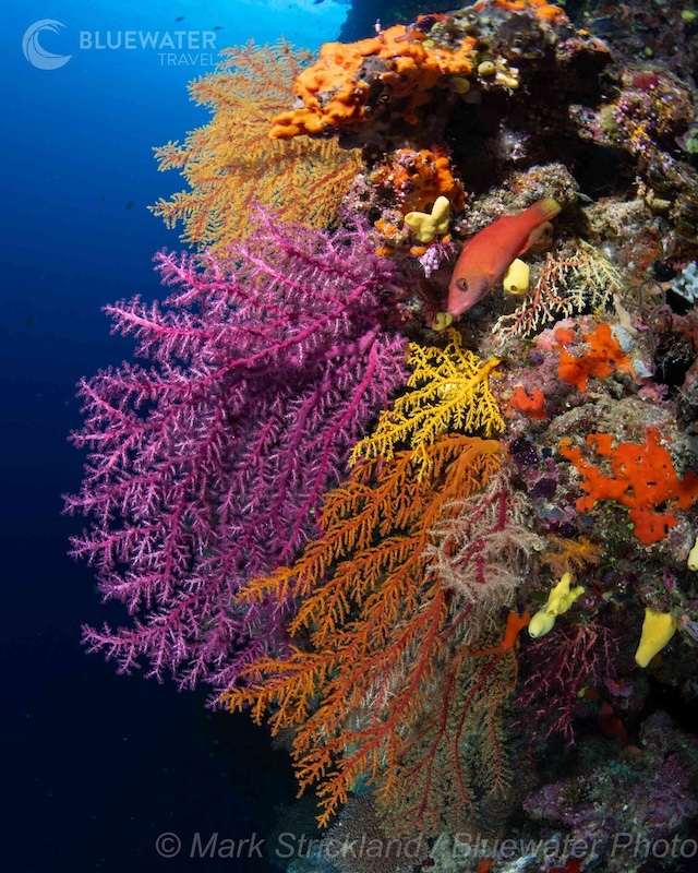 Corals in Fiji